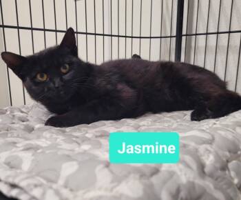 Rescue Domestic Short Hair Cats for Adoption in Richmond, Indiana - Jasmine | PetCurious