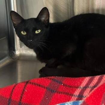 Bash -  Domestic Short Hair Cat for Adoption in Knoxville, Tennessee - Bash | PetCurious