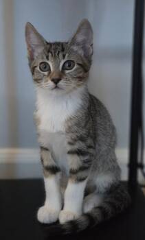 Test F 6/15/2026 -  Domestic Short Hair Cat for Adoption in Apopka, Florida - Test F 6/15/2026 | PetCurious