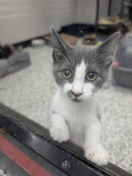 Ali -  Domestic Short Hair Cat for Adoption in West Chester, Pennsylvania - Ali | PetCurious