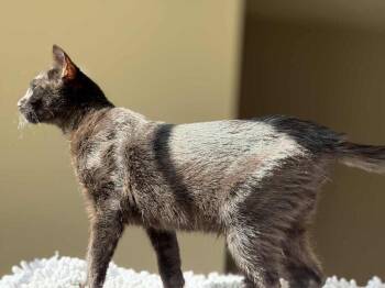 Rescue American Bobtail and Domestic Short Hair Cats for Adoption in Salisbury, North Carolina - Mario | PetCurious