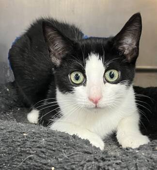 RINGO -  American Shorthair Cat for Adoption in Massapequa, New York - RINGO | PetCurious