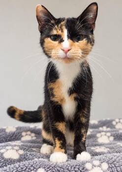Miranda -  Domestic Short Hair Cat for Adoption in Dalton, Georgia - Miranda | PetCurious