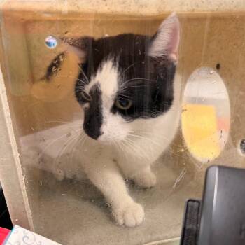 Pop Tart Blake -  Domestic Short Hair Cat for Adoption in Philadelphia, Pennsylvania - Pop Tart Blake | PetCurious