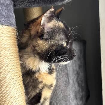 Domestic Short Hair Cats Available for Adoption in Long Beach, California - Nala | PetCurious