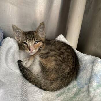 Crawfish Crowley -  Domestic Short Hair Cat for Adoption in Carencro, Louisiana - Crawfish Crowley | PetCurious
