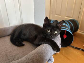 McIntosh (Mac) Ready for adoption end of July -  American Shorthair Cat for Adoption in Round Rock, Texas - McIntosh (Mac) Ready For Adoption End Of July | PetCurious