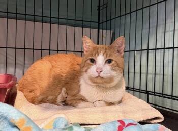 Chico -  Domestic Short Hair Cat for Adoption - Chico | PetCurious