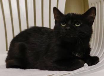 Domestic Short Hair Cats Available for Adoption - Blackjack | PetCurious