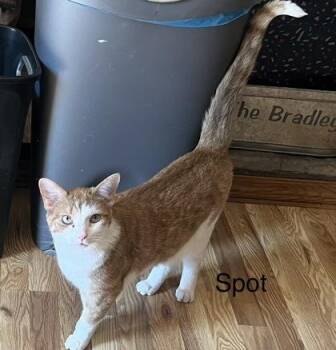 Domestic Short Hair Cats Available for Adoption in Fairfax, Virginia - Spot | PetCurious