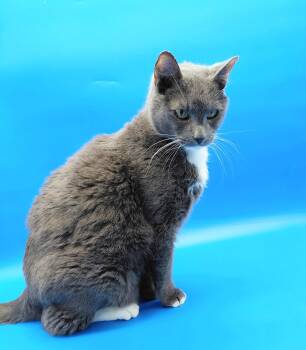 Cheerio -  Domestic Short Hair Cat for Adoption in Springfield, Missouri - Cheerio | PetCurious