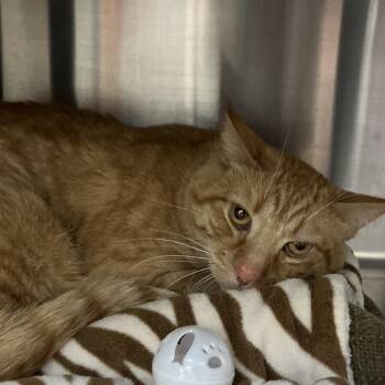 Domestic Short Hair Cats Available for Adoption - Gilbert | PetCurious