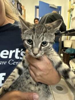 Lactose the Intolerant -  Domestic Short Hair Cat for Adoption in Morristown, New Jersey - Lactose The Intolerant | PetCurious