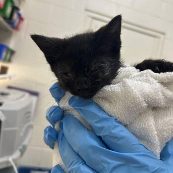 Mrs. White -  Domestic Short Hair Cat for Adoption in Auburn, Alabama - Mrs. White | PetCurious