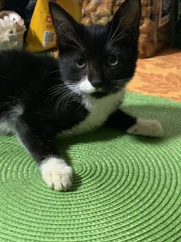 Rescue Domestic Short Hair Cats for Adoption in Philadelphia, Pennsylvania - Benny | PetCurious