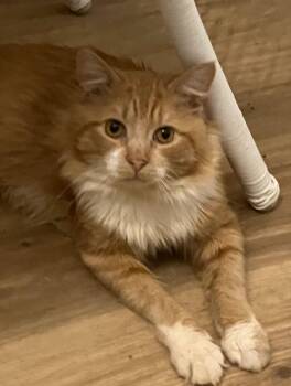 Rescue Domestic Medium Hair Cats for Adoption in Levittown, Pennsylvania - Labubu (FIV+) | PetCurious