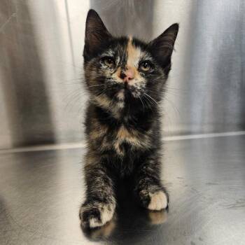 Domestic Short Hair Cats Available for Adoption - Leah | PetCurious