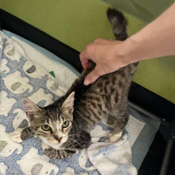 Roo -  Domestic Short Hair Cat for Adoption - Roo | PetCurious