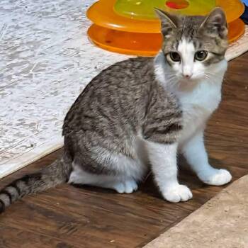Ice Cream -  Domestic Short Hair Cat for Adoption in Sioux City, Iowa - Ice Cream | PetCurious