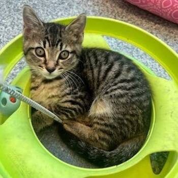 Milo (51860) -  Domestic Short Hair Cat for Adoption in Manassas, Virginia - Milo (51860) | PetCurious