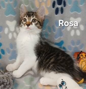 Rosa & Leo BONDED -  Maine Coon and Domestic Long Hair Cat for Adoption in Boca Raton, Florida - Rosa & Leo BONDED | PetCurious