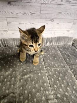 Domestic Short Hair Cats Available for Adoption in Modesto, California - A609215 | PetCurious