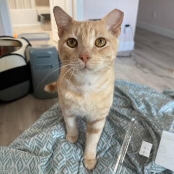 Woody -  Domestic Short Hair Cat for Adoption in Pompano Beach, Florida - Woody | PetCurious