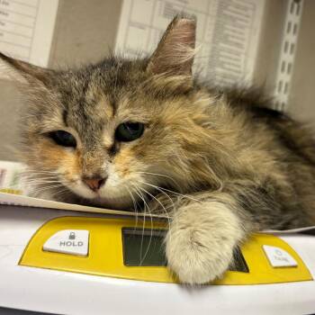 Domestic Medium Hair Cats Available for Adoption in Yuma, Arizona - Needles | PetCurious