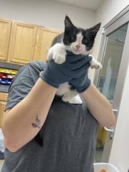 Masa -  Domestic Short Hair Cat for Adoption in Sacramento, California - Masa | PetCurious