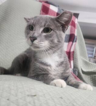 Cano -  Domestic Short Hair Cat for Adoption in Hopkinton, Massachusetts - Cano | PetCurious