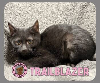 Rescue Domestic Short Hair Cats for Adoption in Hershey, Pennsylvania - Trailblazer | PetCurious