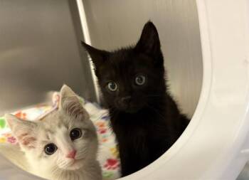 PLUTO -  Domestic Short Hair Cat for Adoption in Kent, Washington - PLUTO | PetCurious