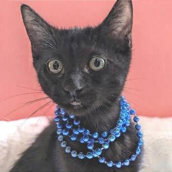 Elite Horde -  Domestic Short Hair Cat for Adoption in Fredericksburg, Virginia - Elite Horde | PetCurious