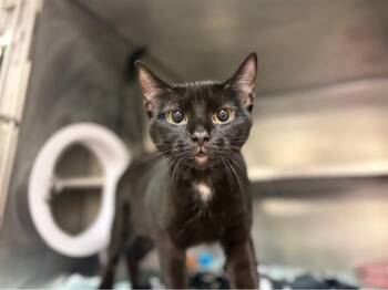 Domestic Short Hair Cats Available for Adoption in Fort Wayne, Indiana - FAYE | PetCurious