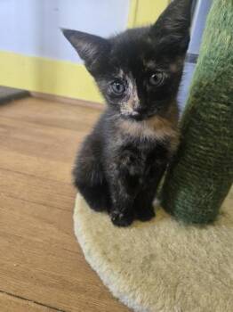 Kite -  Domestic Short Hair Cat for Adoption in Liverpool, Texas - Kite | PetCurious