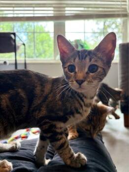 Cherry $75 Fostered -  Domestic Short Hair Cat for Adoption in Seneca, South Carolina - Cherry $75 Fostered | PetCurious