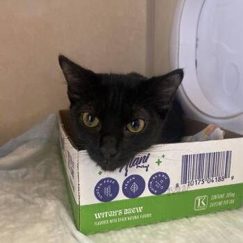 April -  Domestic Short Hair Cat for Adoption in Westminster, California - April | PetCurious