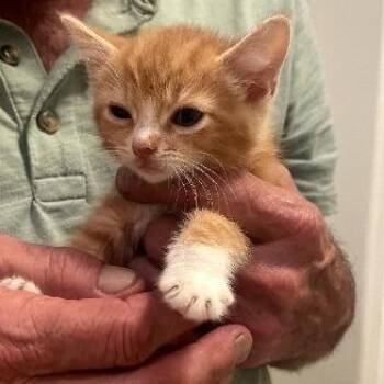 Pumpkin *Adoption Pending*  in Spring Grove, PA -  Domestic Short Hair Cat for Adoption - Pumpkin *Adoption Pending*  In Spring Grove, PA | PetCurious