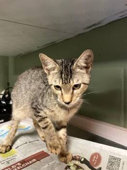 HONEYBEE -  Domestic Short Hair Cat for Adoption in Jacksonville, Florida - HONEYBEE | PetCurious