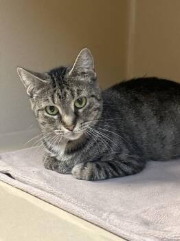 Lady Lenore -  Domestic Short Hair Cat for Adoption in Elyria, Ohio - Lady Lenore | PetCurious
