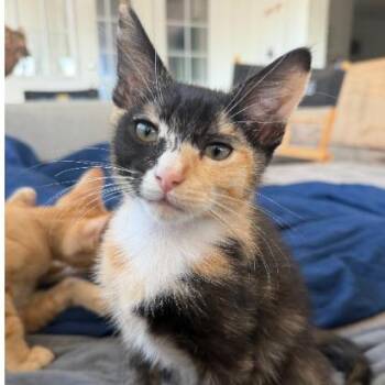 Makenna -  Domestic Short Hair Cat for Adoption in Spokane, Washington - Makenna | PetCurious