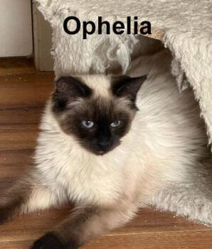 Himalayan Cats Available for Adoption - Ophelia Dri.  (sweet Himalayan Kitty) | PetCurious