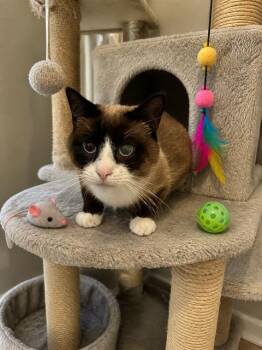 Domestic Short Hair Cats Available for Adoption in Globe, Arizona - AZUEL | PetCurious
