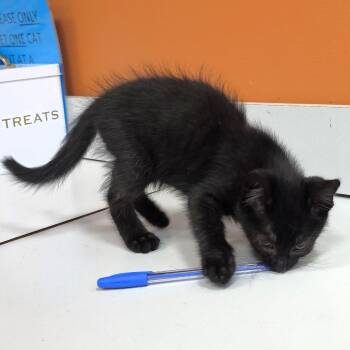 Burger -  Domestic Short Hair Cat for Adoption in Michigan City, Indiana - Burger | PetCurious