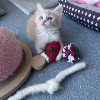 Foster -  Tabby Cat Available for Adoption in Costa Mesa, California - Foster | PetCurious