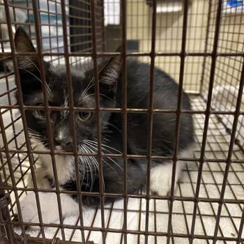 A611472 -  Domestic Medium Hair Cat for Adoption in Modesto, California - A611472 | PetCurious
