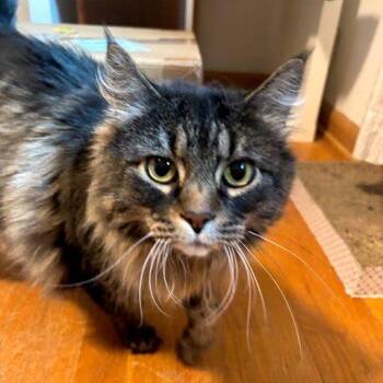 Shirly -  Maine Coon Cat for Adoption in Portland, Oregon - Shirly | PetCurious