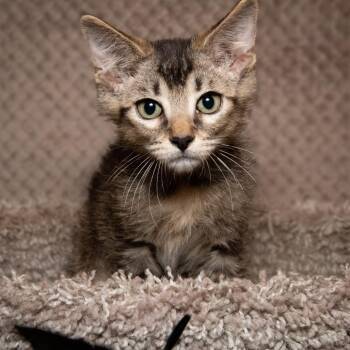 Abner -  Domestic Short Hair Cat for Adoption in Santa Fe, Texas - Abner | PetCurious