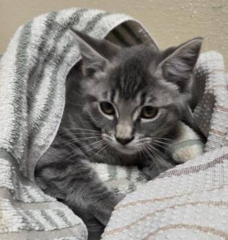 Dean Collins -  Domestic Long Hair Cat for Adoption in Vancouver, Washington - Dean Collins | PetCurious