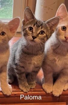 Paloma -  Domestic Short Hair Cat for Adoption in Hammond, Indiana - Paloma | PetCurious